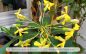 Preview: Hymenosporum flavum Pflanze
