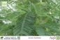 Preview: Acacia dealbata Pflanzen