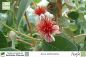 Preview: Acca sellowiana Pflanzen