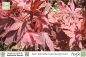 Preview: Acer palmatum atropurpureum