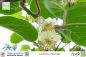 Preview: Actinidia chinensis