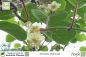 Preview: Actinidia deliciosa Hayward Pflanzen