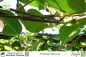 Preview: Actinidia deliciosa tomuri Pflanzen