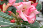 Preview: Adenium obesum Pflanze rosa blühend