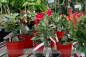 Preview: Adenium obesum Pflanzen rotblühend