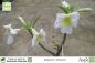 Preview: Adenium obesum Pflanze weiß blühend