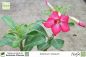 Preview: Adenium obesum Pflanze rosa blühend