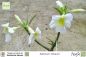 Preview: Adenium obesum Pflanze weiß blühend