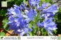 Preview: Agapanthus praecox blau Pflanzen
