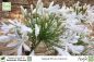 Preview: Agapanthus praecox weiß Pflanze