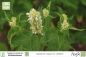 Preview: Agastache rugosa albiflora