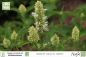 Preview: Agastache rugosa albiflora