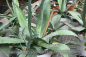 Preview: Agave americana, Amerikanische Agave, Hundertjährige Agave, Century-Plant, Pflanzen