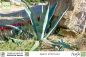 Preview: Agave americana