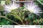 Preview: Albizia julibrissin Pflanzen