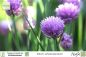 Preview: Allium schoenoprasum