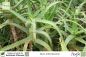 Preview: Aloe arborescens Pflanzen