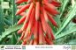 Preview: Aloe arborescens Pflanzen