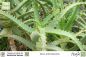 Preview: Aloe arborescens