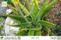 Preview: Aloe vera Pflanzen