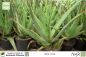 Preview: Aloe vera Pflanzen