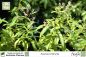 Preview: Aloysia triphylla Pflanzen