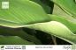 Preview: Alpinia zerumbet Pflanzen