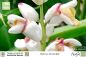 Preview: Alpinia zerumbet