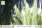 Preview: Alpinia zerumbet variegata Pflanzen