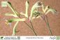 Preview: Anigozanthos flavidus Pflanzen