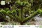 Preview: Araucaria araucana Pflanzen