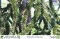 Preview: Araucaria araucana Pflanzen