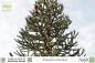 Preview: Chilenische Araukarie, Affenschwanzbaum, Andentanne, Chilenische Schmucktanne, Chiletanne, Schlangenbaum, Schuppentanne, Araucaria araucana, Baum