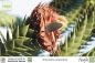 Preview: Chilenische Araukarie, Affenschwanzbaum, Andentanne, Chilenische Schmucktanne, Chiletanne, Schlangenbaum, Schuppentanne, Araucaria araucana, ausfallende Samen