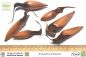 Preview: Araucaria araucana, Samen, Chilenische Araukarie, Affenschwanzbaum, Andentanne, Chilenische Schmucktanne, Chiletanne, Schlangenbaum, Schuppentanne,