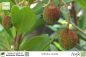 Preview: Arbutus unedo Pflanzen