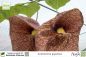 Preview: Aristolochia gigantea Pflanzen
