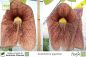 Preview: Aristolochia gigantea Pflanzen
