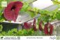 Preview: Aristolochia littoralis Pflanzen