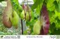 Preview: Aristolochia littoralis Pflanzen