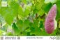 Preview: Aristolochia littoralis