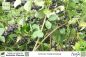 Preview: Aronia melanocarpa Pflanzen