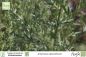 Preview: Artemisia absinthium