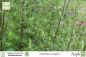 Preview: Artemisia vulgaris