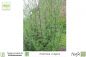 Preview: Artemisia vulgaris