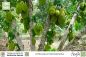 Preview: Artocarpus heterophyllus
