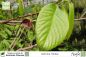 Preview: Asimina triloba Pflanze