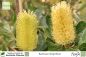 Preview: Banksia integrifolia Pflanzen