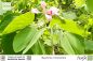 Preview: Bauhinia monandra