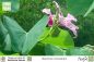 Preview: Bauhinia monandra